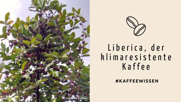 Liberica, der klimaresistente Kaffee