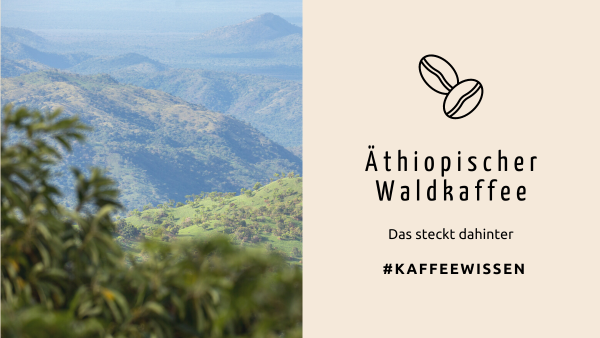 Das steckt hinter Äthiopischem Waldkaffee