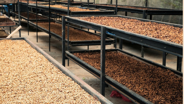 Was bedeutet „Honey Processing“?