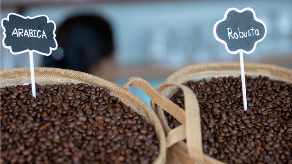 Arabica vs. Robusta – die Sensible und die Robuste