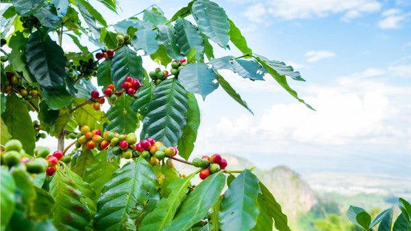 Was ist der Unterschied zwischen Fair Trade und Bio?